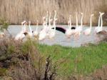 Соленое озеро на острове Кос. Увы фламинго бывают только весной.