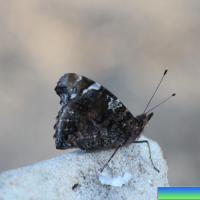 Бабочки острова Кос